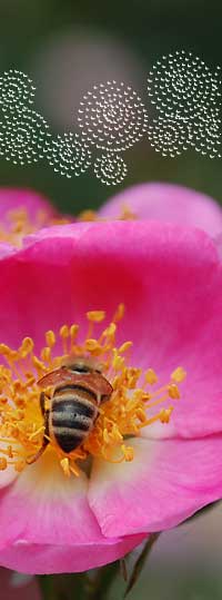 Biene auf einer Rose